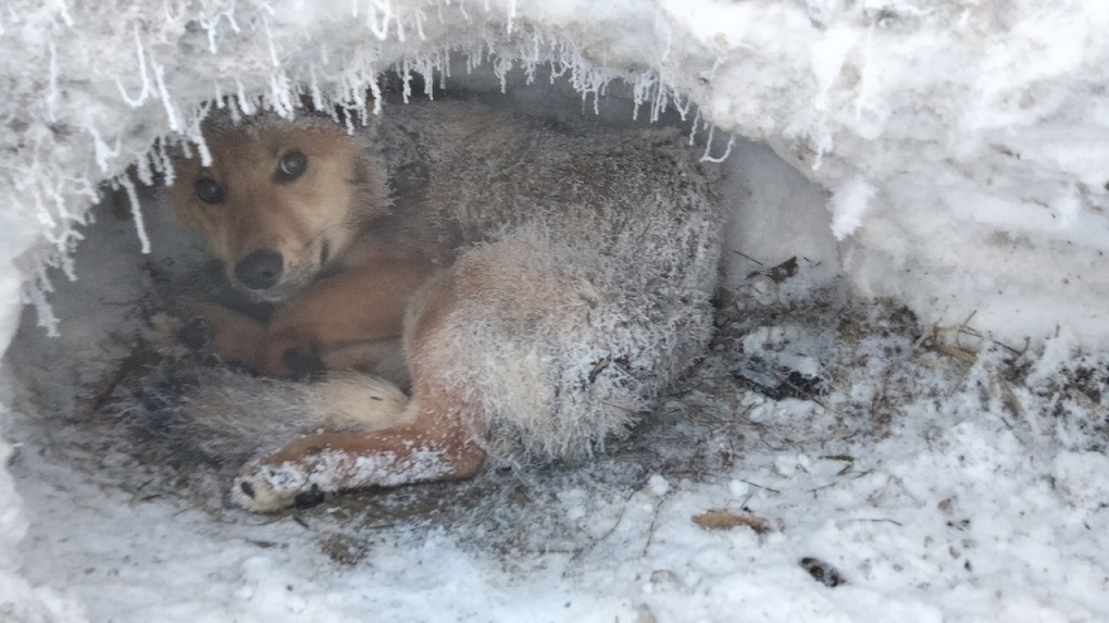 Месяц со сломанным позвоночником: собаку оставили умирать на морозе в -36 градусов под Новосибирском