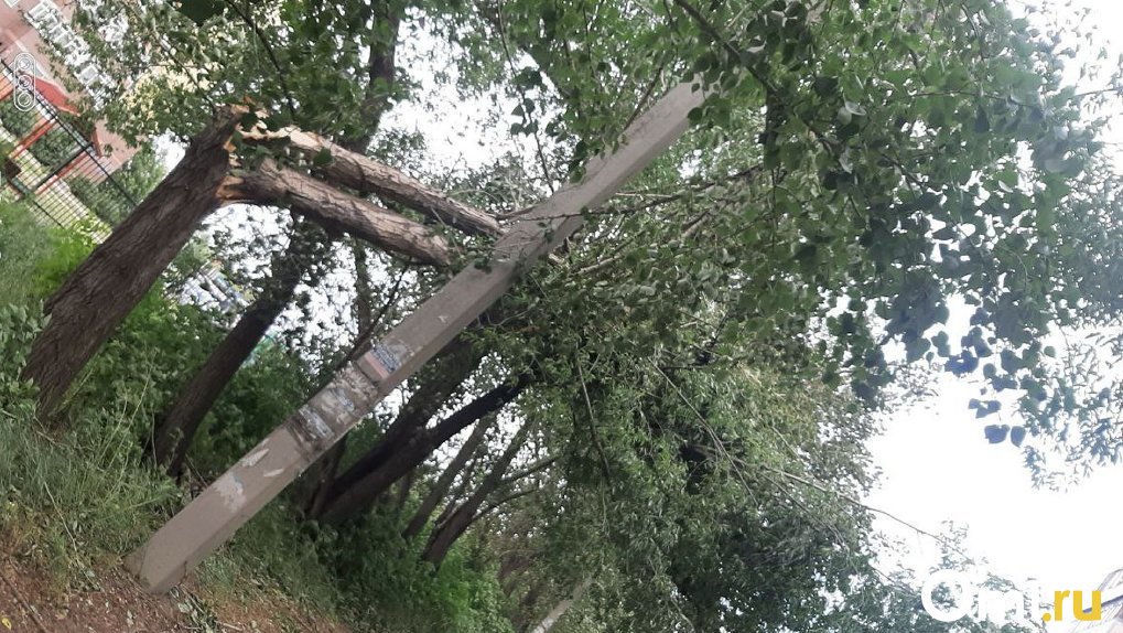 Часть проводов оборвало: дерево упало на линии электропередачи в Омске