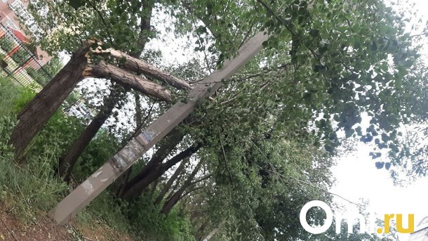 Часть проводов оборвало: дерево упало на линии электропередачи в Омске