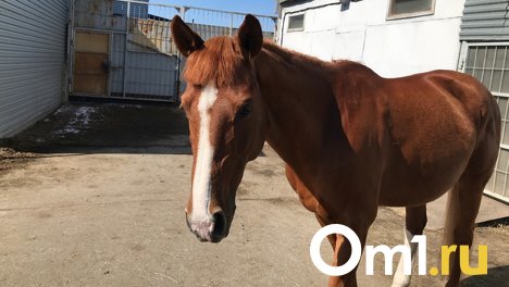 В Новосибирске жительница пожаловалась на отрубленную голову коня посреди улицы