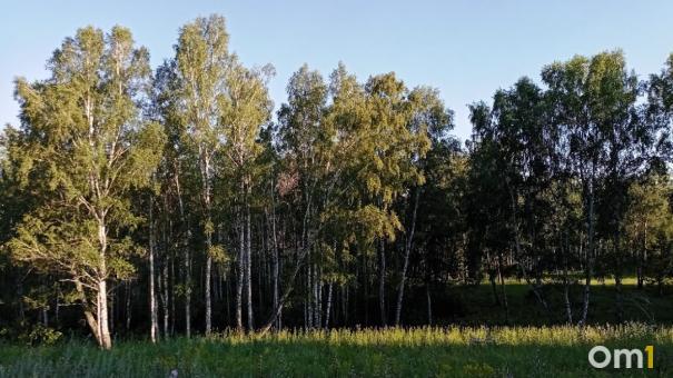 Ушла за грибами и не вернулась: в Омской области пропала пенсионерка