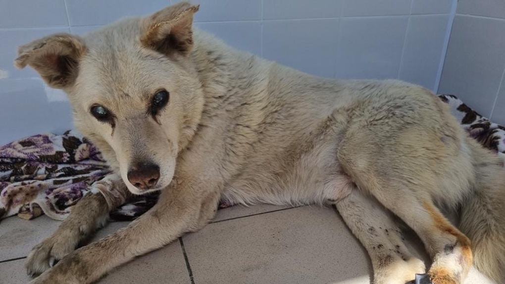 Назвали Амуром. Слепого пса, пропавшего с омской трассы, отыскали в Казахстане
