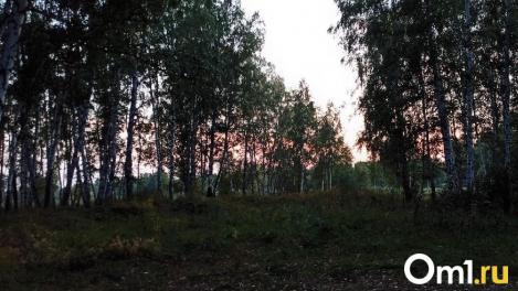 В Омской области через два дня завершат поиски школьницы, пропавшей в лесу