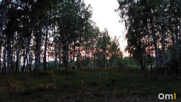 В Омской области через два дня завершат поиски школьницы, пропавшей в лесу