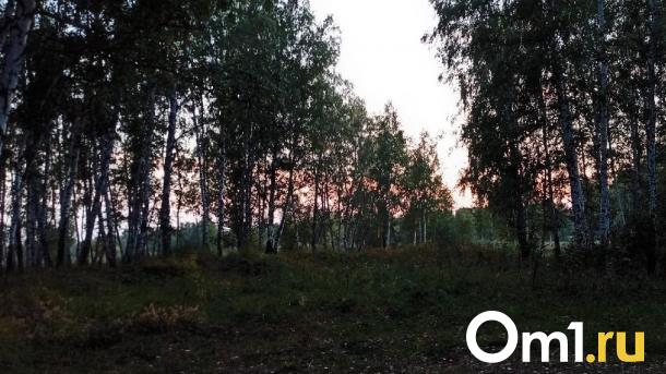 В Омской области через два дня завершат поиски школьницы, пропавшей в лесу