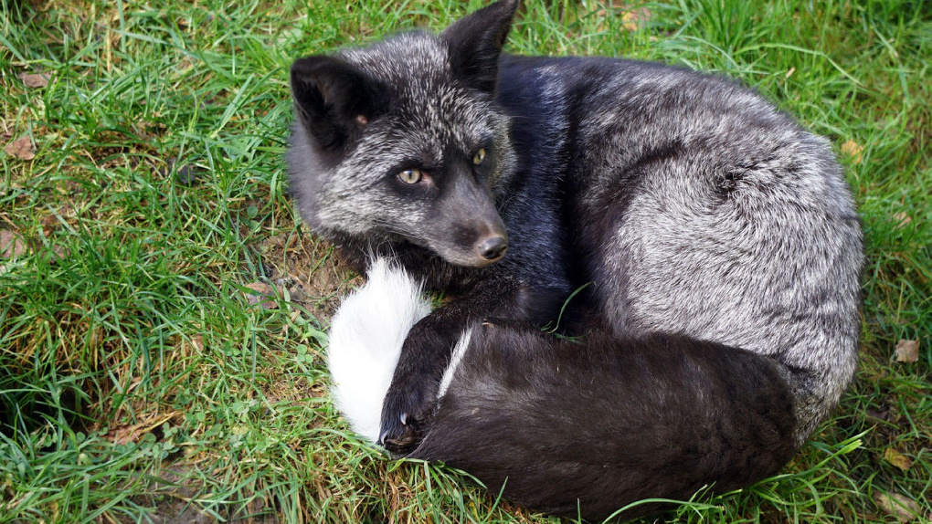 Американцы не поверили, что новосибирские ученые первыми одомашнили черно-бурых лисиц