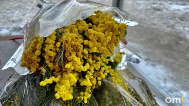 В Омске к 8 Марта мимозы продают от 150 рублей за букет