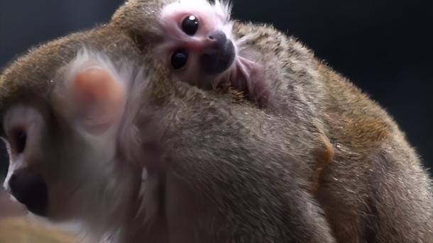 В Новосибирском зоопарке родились два малыша беличьих саймири