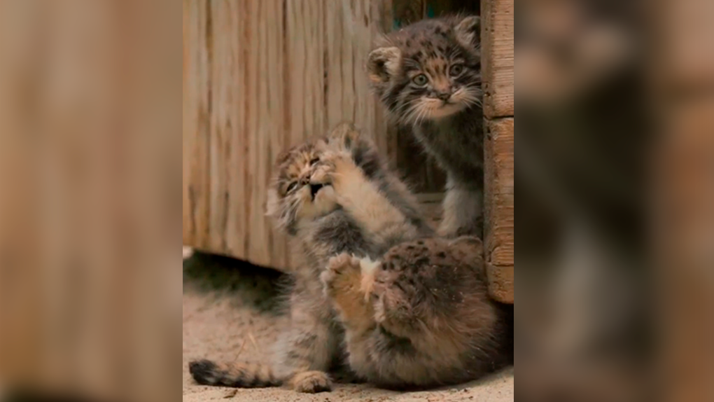 «Сама нежность»: игры котят манула Мии из Новосибирского зоопарка попали на видео