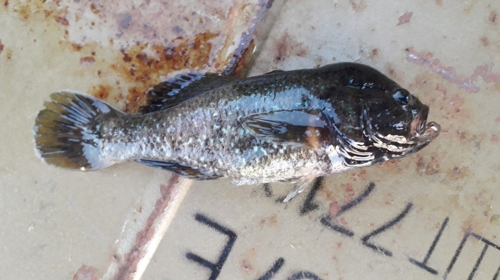 ротан рыба в омске. Смотреть фото ротан рыба в омске. Смотреть картинку ротан рыба в омске. Картинка про ротан рыба в омске. Фото ротан рыба в омске ротан рыба в омске. Смотреть фото ротан рыба в омске. Смотреть картинку ротан рыба в омске. Картинка про ротан рыба в омске. Фото ротан рыба в омске