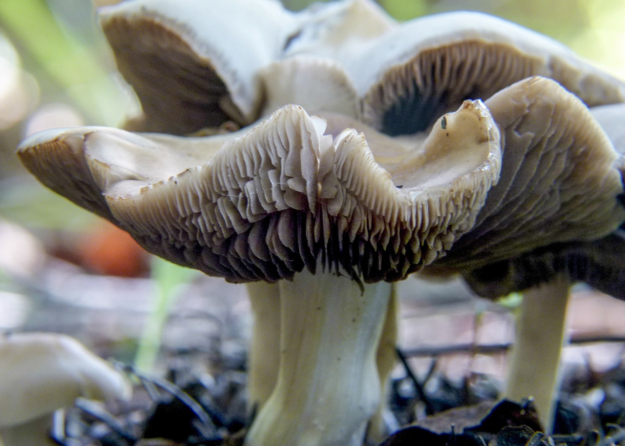 Грибы с молоком. Млечники растений. Pleurotus (Agaricus) Olearius DC. Грибы молочного цвета. Домашние растения млечники.