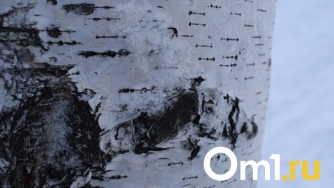 Конфисковали бензопилу. В Омской области наказали мужчину, который срубил 22 дерева