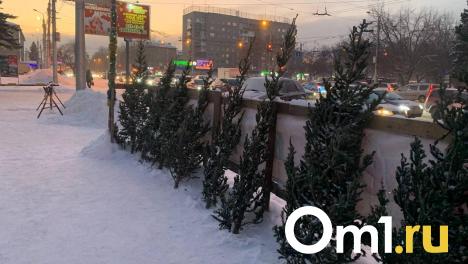 Ёлки продают почти за 20 000 рублей в центре Новосибирска