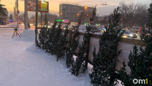 Ёлки продают почти за 20 000 рублей в центре Новосибирска