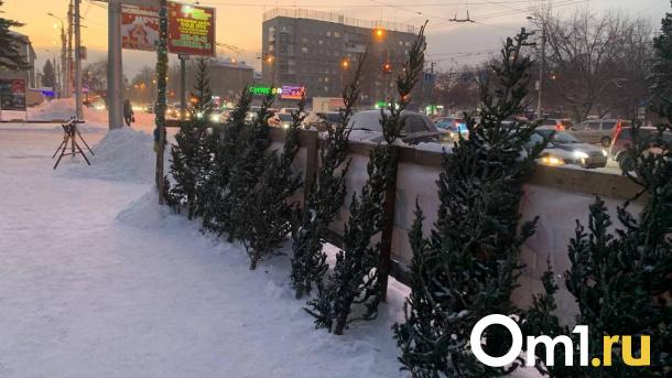 Ёлки продают почти за 20 000 рублей в центре Новосибирска