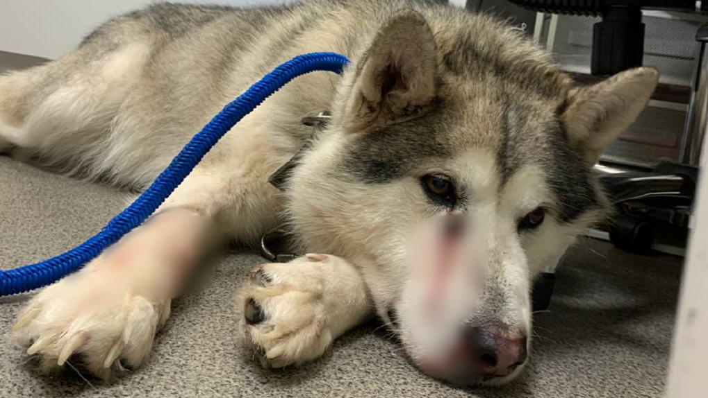 Истекала кровью: собаку с отверстиями от пуль нашли в посёлке под Новосибирском