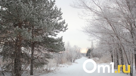 В омском парке Победы бездомный построил шалаш в чаще леса