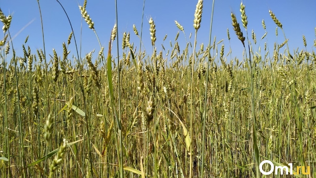 Более 3,4 млн тонн зерна собрали в Новосибирской области в 2022 году