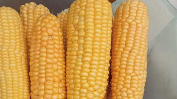 В Омской области грибника задержали на кукурузном поле