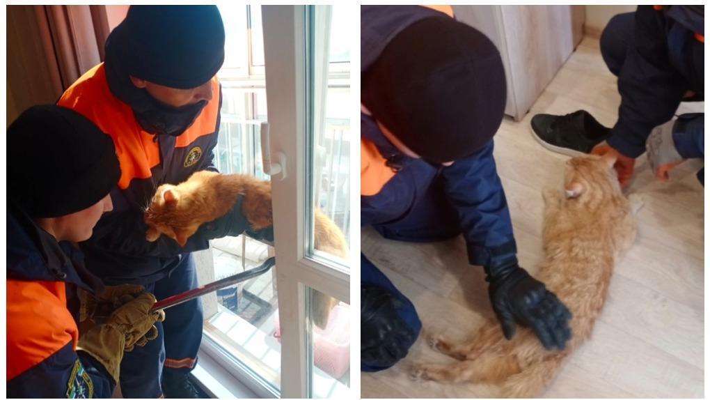 Пошипел в благодарность: новосибирские спасатели вызволили рыжего кота из оконной рамы