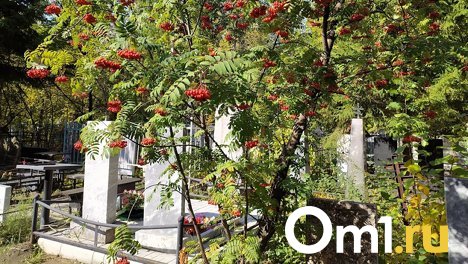 В районе Надеждино хотят разместить новое омское кладбище