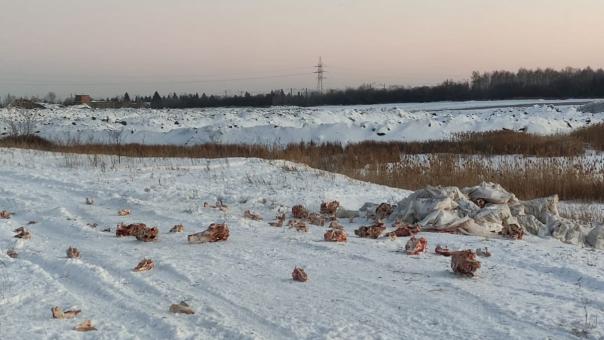 Под Омском разбросали отрубленные головы животных
