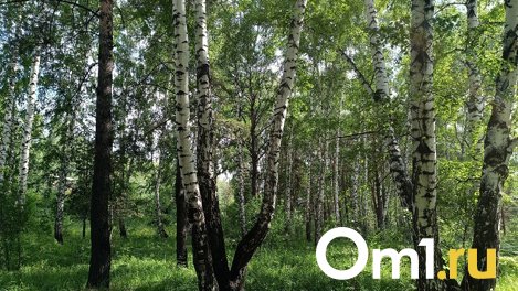 Начали вырубать деревья в Сосновом бору Новосибирска