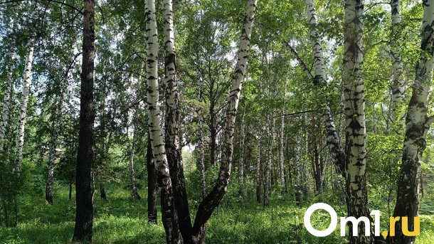 Начали вырубать деревья в Сосновом бору Новосибирска