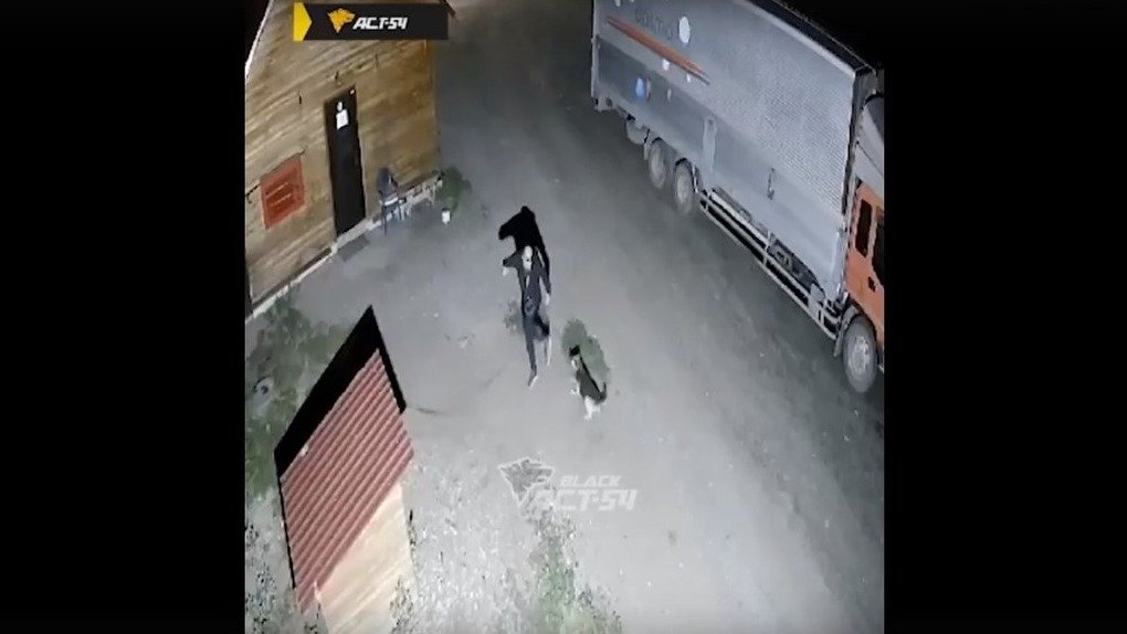 Под Новосибирском неизвестный мужчина жестоко избил привязанную к будке собаку