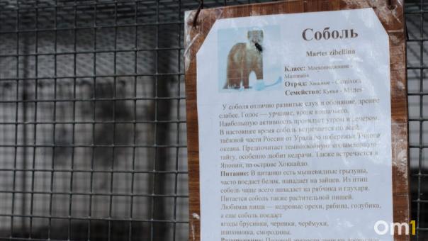 В Омской области открывается охота на горностая и соболя
