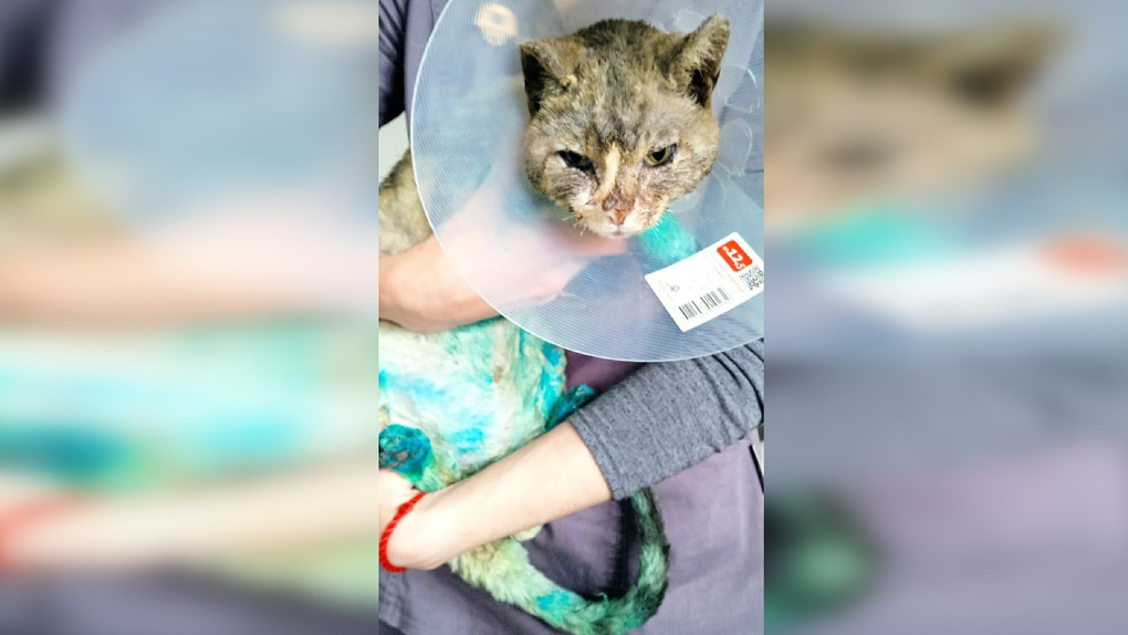 «Влюблена до безумия!»: коту Ваське, который пострадал в майском пожаре в Называевске, нашли дом