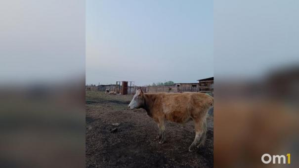 Прокуратура проверит законность скотомогильников рядом с домами в НСО