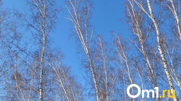 В Омской области на месте забоя косуль задержали 57-летнего охотника