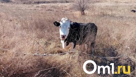 Омичка потеряла деньги, пытаясь продать телёнка