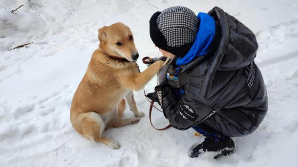 «Всё залито кровью»: омич расстрелял собаку на глазах хозяина и избежал наказания