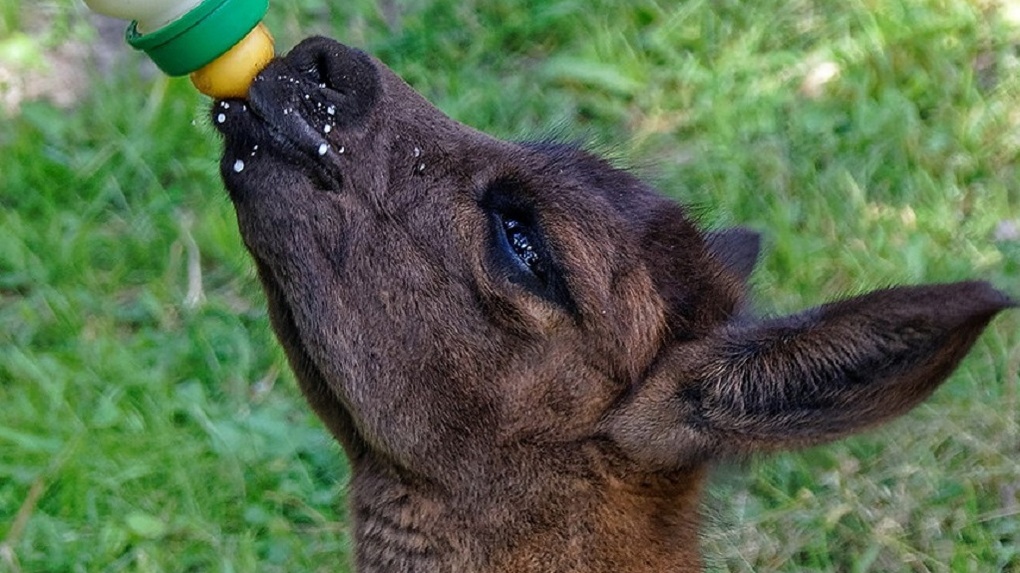 Пьёт молоко из детской бутылочки: в Новосибирском зоопарке искусственно выкармливают новорождённую ламу