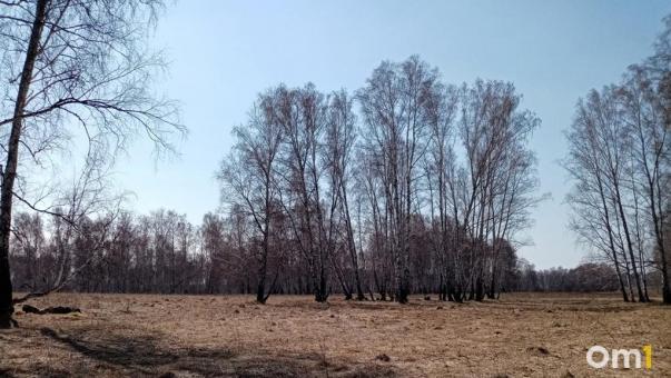 Омичам разрешили отстреливать тетеревов и глухарей