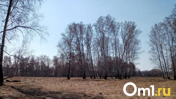 Омичам разрешили отстреливать тетеревов и глухарей