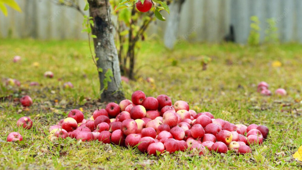 Семь ошибок садоводов при уходе за плодовыми деревьями осенью назвали новосибирцам