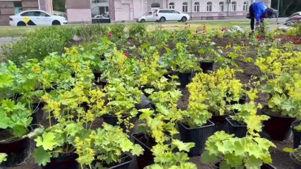 Агрономы создают новую клумбу у омской библиотеки имени А. С. Пушкина