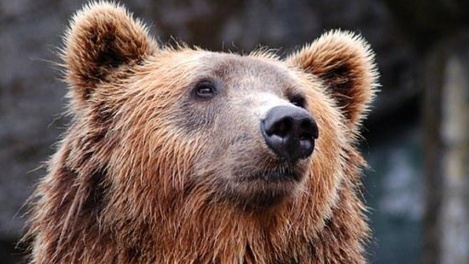 Под Новосибирском заметили огромные следы медвежьих лап. ВИДЕО