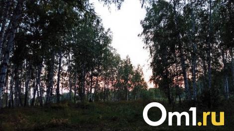Омичи назвали места, где вёдрами собирают грибы
