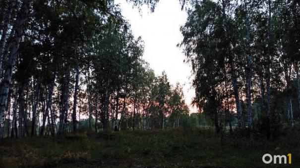 Омичи назвали места, где вёдрами собирают грибы
