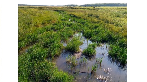 В Омской области высохла река — ФОТО