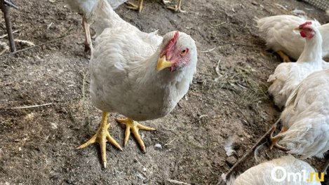 Из-за неприятного запаха в посёлке Минприроды внепланово проверит птицефабрику под Новосибирском