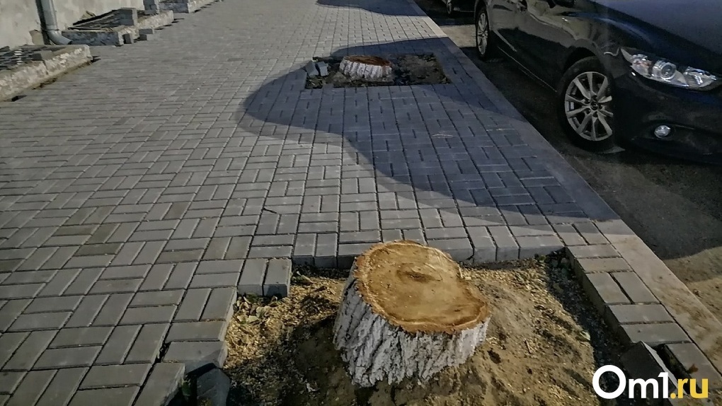 Аварийные тополя заменят лиственницами на улице Партизанской в Омске