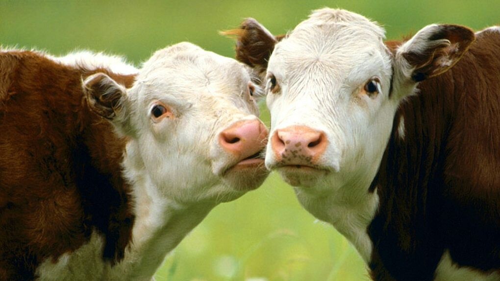 Жителям Омской области будут выдавать субсидии за разведение коров