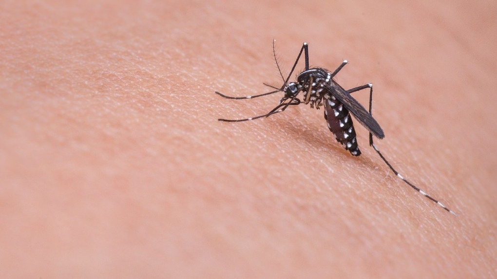 Бой кровососам: как защитить себя от укусов комаров и мошек — инструкция Om1.ru