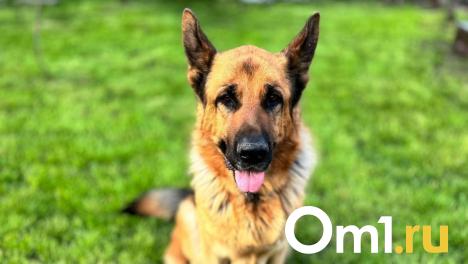 Ребёнок получил 80 тысяч рублей компенсации за укус собаки в Новосибирской области