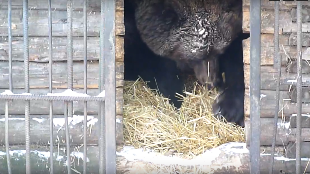В Большереченском зоопарке медведи не легли в спячку